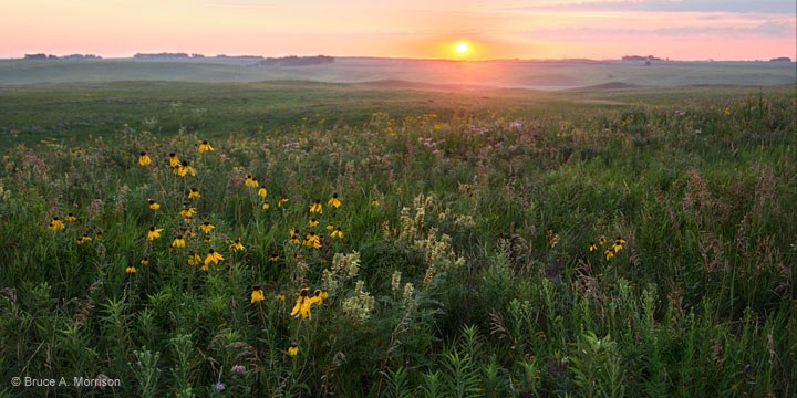 Iowa! Prairie, Northwest of the Watchable in Cayler one Wildlife Visit Sites