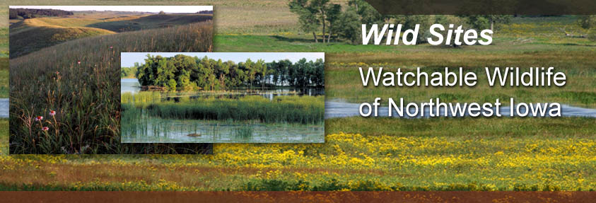 Visit Cayler in one Iowa! of Prairie, Northwest Wildlife Watchable the Sites